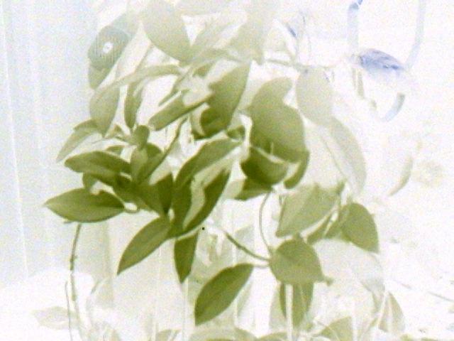 low-res realtime image with NOT filter...