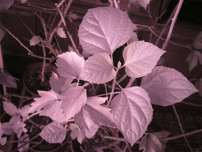 initial image taken with NIRcam...