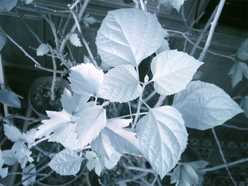 NGB image after post processing...