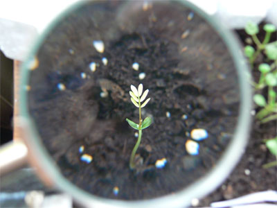 mimosa seedling
